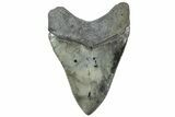 Serrated, Colorful, Fossil Megalodon Tooth - South Carolina #312033-1